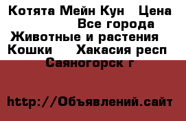 Котята Мейн Кун › Цена ­ 15 000 - Все города Животные и растения » Кошки   . Хакасия респ.,Саяногорск г.